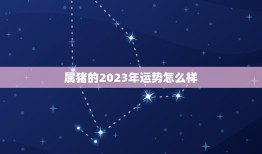 属猪的2023年运势怎么样，2023年属猪人的全年运势如何？