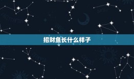 招财鱼长什么样子，招财鱼有几种品种