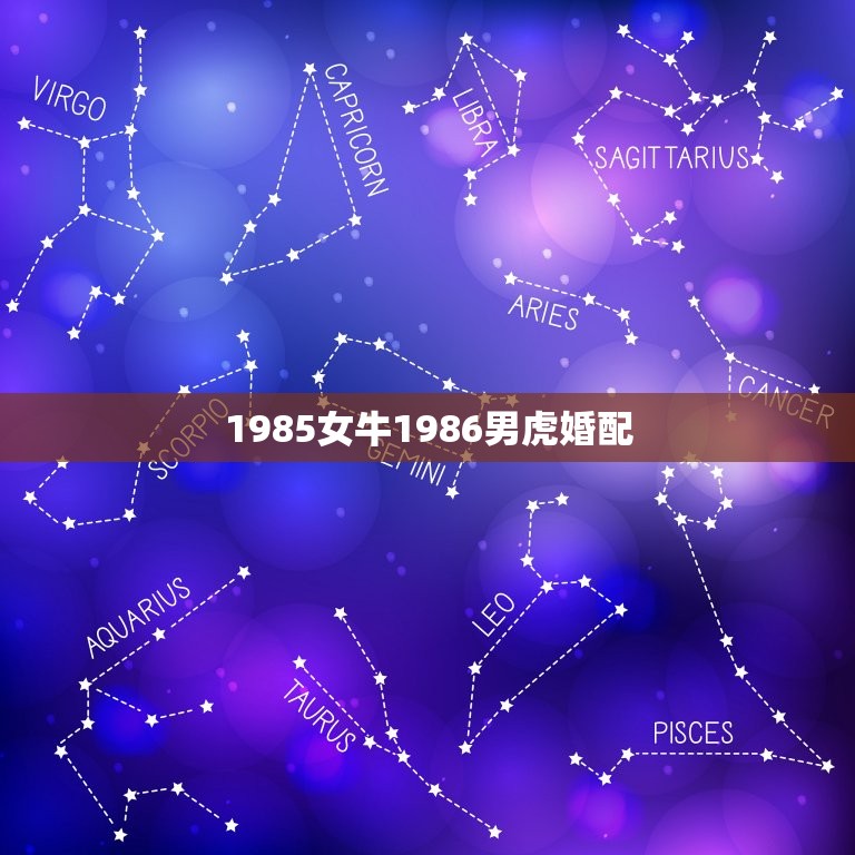 1985女牛1986男虎婚配，1985年十一月女牛1986年六月男虎婚